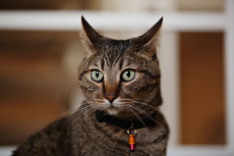 Sparta, a California cat known for his “Mean Kitty Song.”