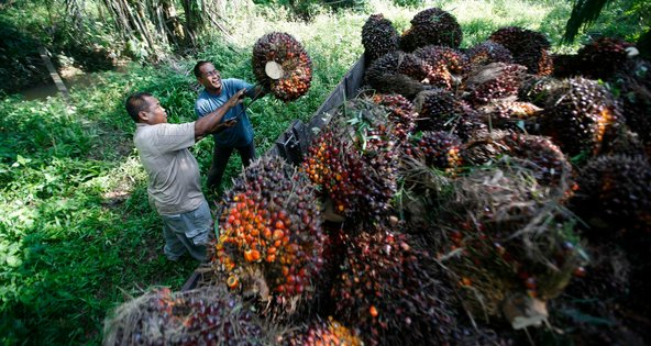 Farmers harvesting oil palm fruit. Felda Global Ventures of Malaysia is a major producer of palm oil.