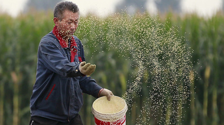 A farmer plants seeds in a corn field at a farm in Gaocheng, Hebei province, China © Kim Kyung-Hoon