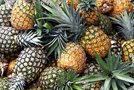 Pineapples at a Dole plantation in the Philippines.