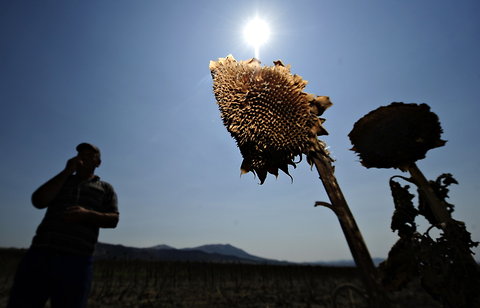 A farmer sampled some sunflower crops lost to the heat in  Ergelija, an Albanian village. Hundreds of wildfires have raged in the western Balkans recently.