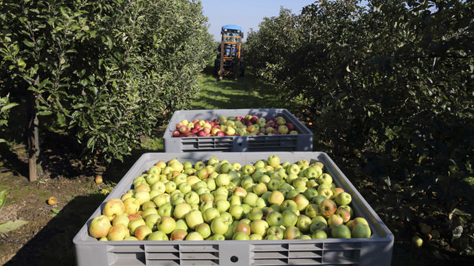 A French farmer drives his tractor as he harvests apples in a 8 hectare apple orchard at the Verger d'Epinoy near Cambrai, northern France September 3, 2014. (Reuters/Pascal Rossignol)