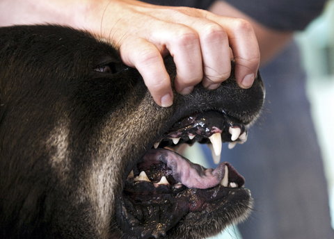 A trainer in Los Angeles reveals a dog's teeth while demonstrating how to avoid dog bites.